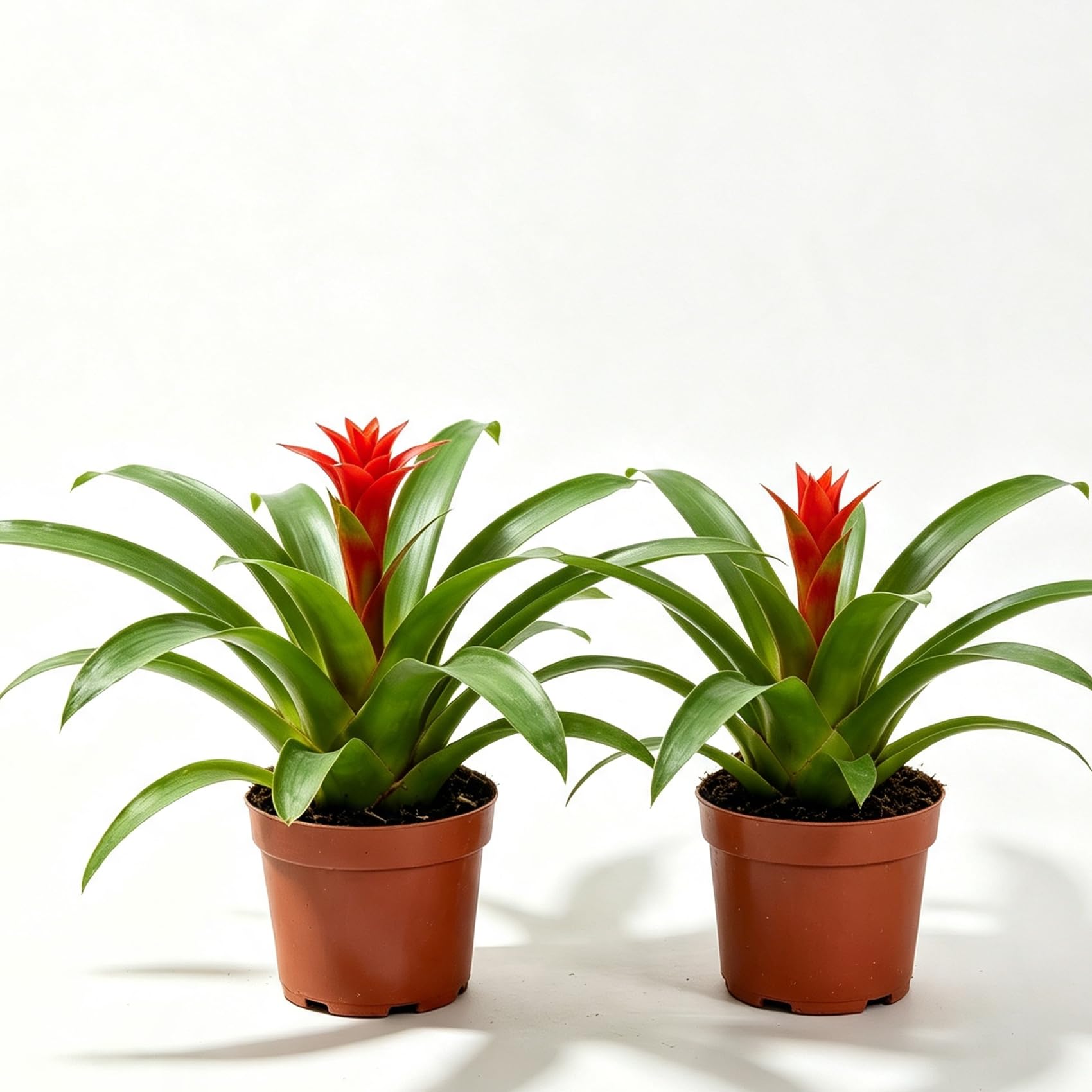 Guzmania 2-3 Live Bare Root Plants Red Bromeliad Houseplant Tropical Decor (3)