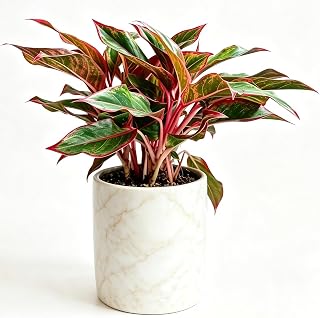 Chinese Evergreen 2-3 Live Plants Red Valentine Lucky Houseplan Easy Care (2)