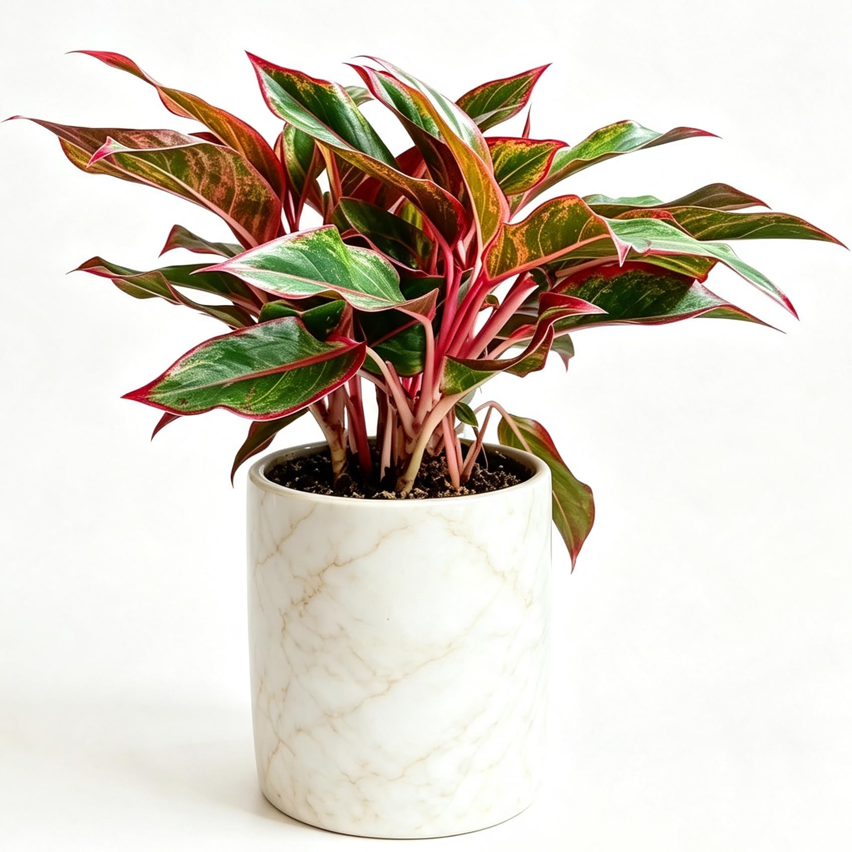Chinese Evergreen 2-3 Live Plants Red Valentine Lucky Houseplan Easy Care (2)