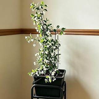 Star Jasmine 1-2 Live Plants Fragrant Vine Trellis Container Patio Jasmine (1)