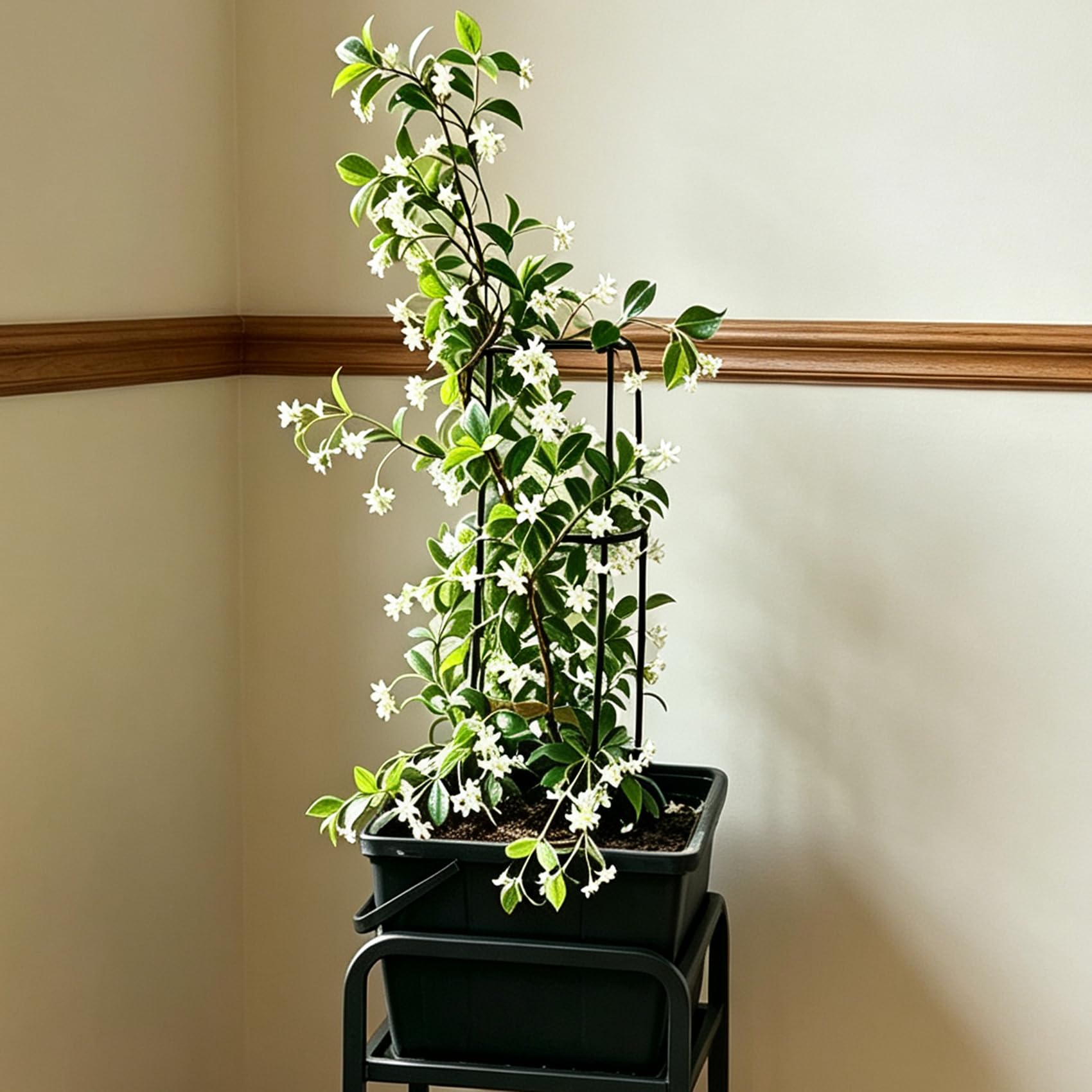 Star Jasmine 1-2 Live Plants Fragrant Vine Trellis Container Patio Jasmine (1)