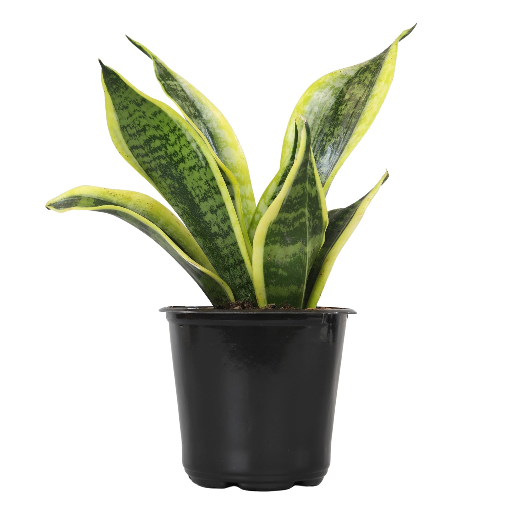 Live Snake Plant, Sansevieria trifasciata Superba, Fully Rooted Indoor House Pla