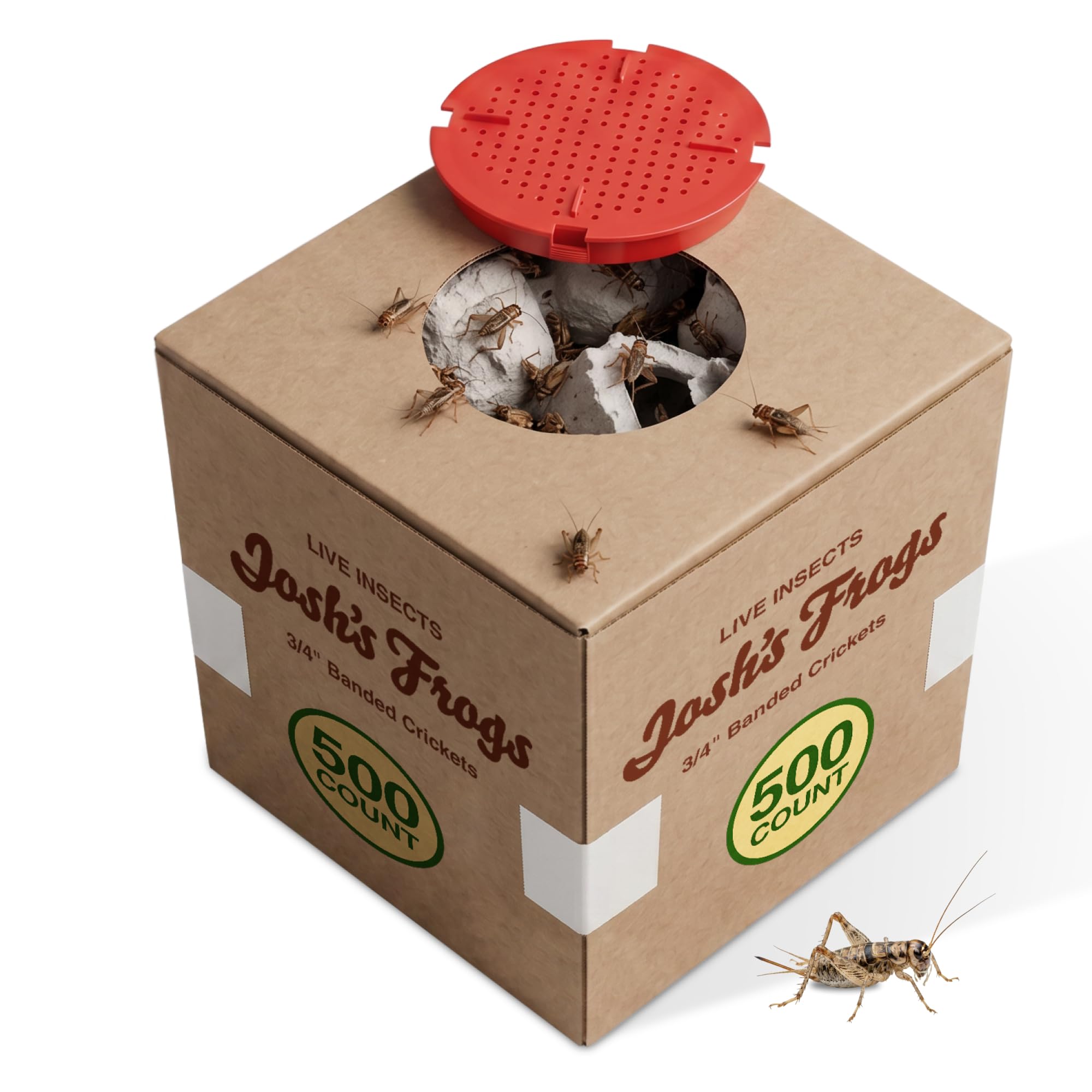 Josh's Frogs 3/4" Banded Feeder Crickets for Pets (500 Count) | Long Storage Pro