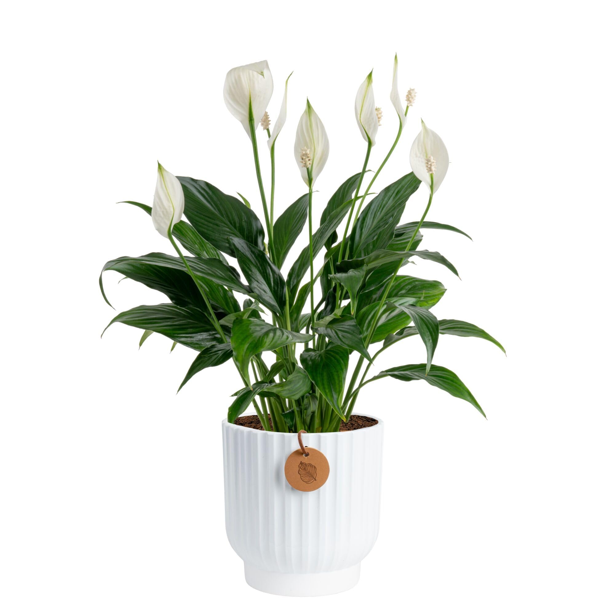 Costa Farms Peace Lily, Live Indoor Plant, Air Purifying, White Blooms | Glossy 