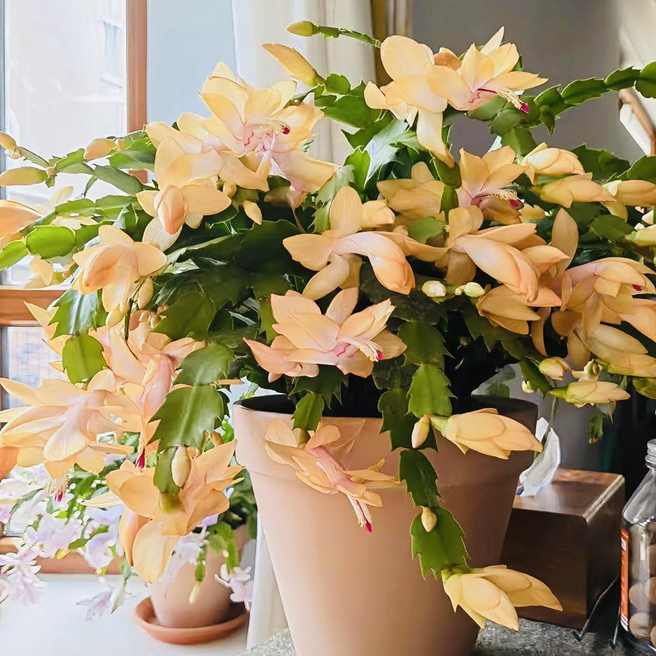 Christmas Cactus Bare Root Plants Live, 4-6 Inch Tall Perennial Holiday Housepla