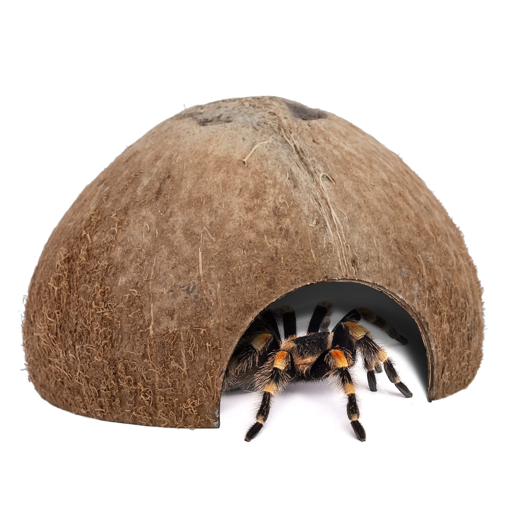Niteangel 2 Pack Natural Coconut Reptile Hideouts, Lizard, Spider and Aquarium F