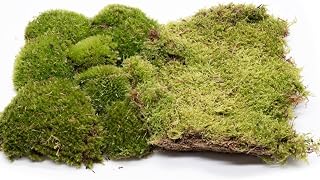 LIVE MOSS BUNDLE, Live Moss Set for Terrariums Bun Moss Carpet Moss for Mossarium, Terrarium Plant, Terrarium Supplies FRESH Pillow Sheet Moss (12x9 inch)