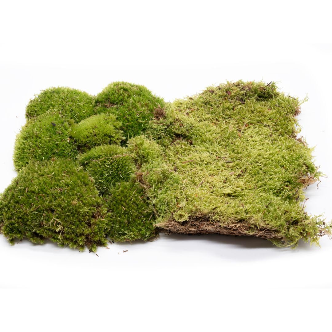 LIVE MOSS BUNDLE, Live Moss Set for Terrariums Bun Moss Carpet Moss for Mossariu