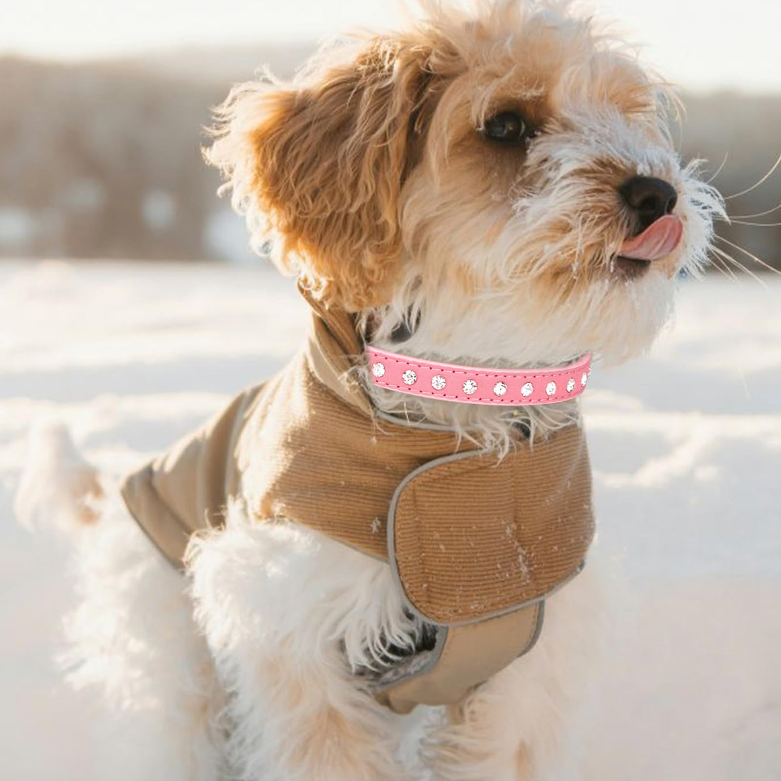 Dog Collar for Small and Medium Dogs, Durable Soft Leather Collar for Girls and 
