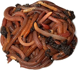 Wormi Vermi Live Axolotl Food, Premium Dendrobaena Worms, 100g | Gut-Loaded Earthworms, Healthy Growth & Vitality, Live Arrival Guarantee, High Protein Diet