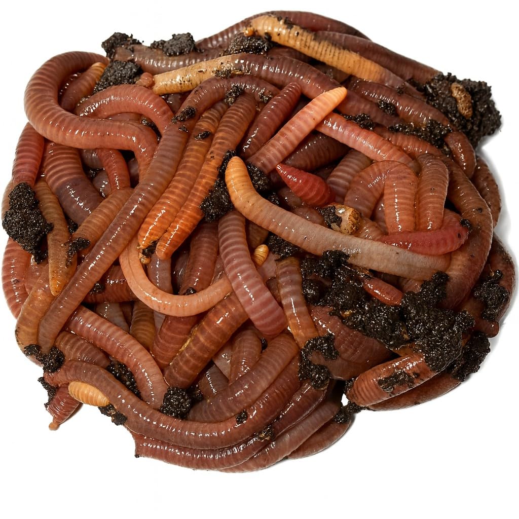 Wormi Vermi Live Axolotl Food, Premium Dendrobaena Worms, 100g | Gut-Loaded Eart