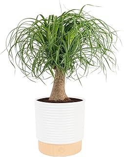 Costa Farms Ponytail Palm, Live Indoor Plant, Tropical Decor, Air Purifying | Quirky bulb trunk and curly leaves, drought-tolerant. Great indoor houseplant. Ideal housewarming or birthday gift.