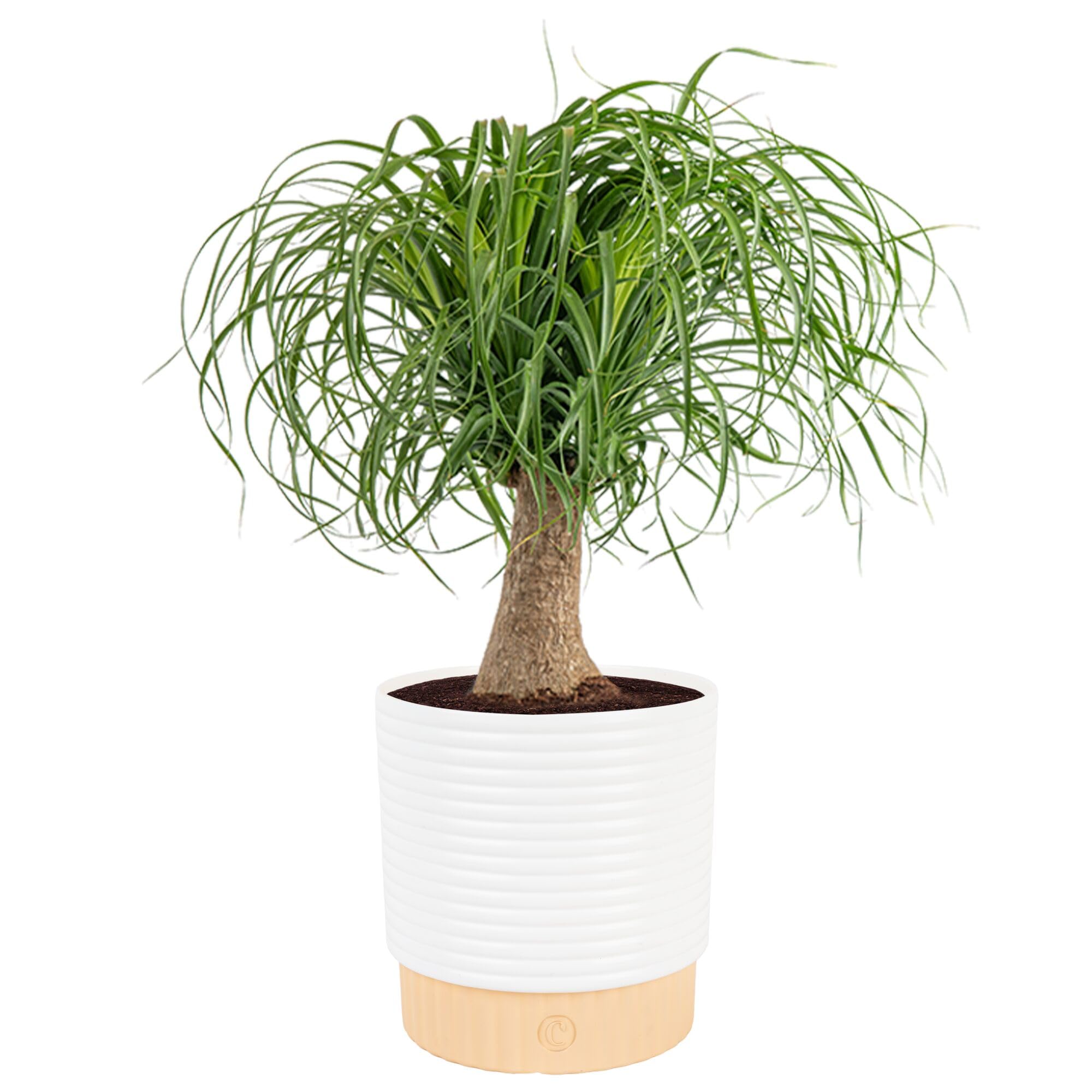Costa Farms Ponytail Palm, Live Indoor Plant, Tropical Decor, Air Purifying | Qu