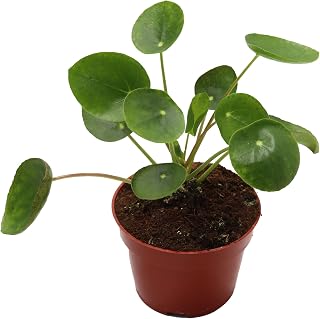 California Tropicals Rare Chinese Money Plant (Pilea Peperomioides) - Live House Plant, 4 Inch Pot for Easy Care, Perfect for Office, Home & Feng Shui Decor, Real Plants for Gardening