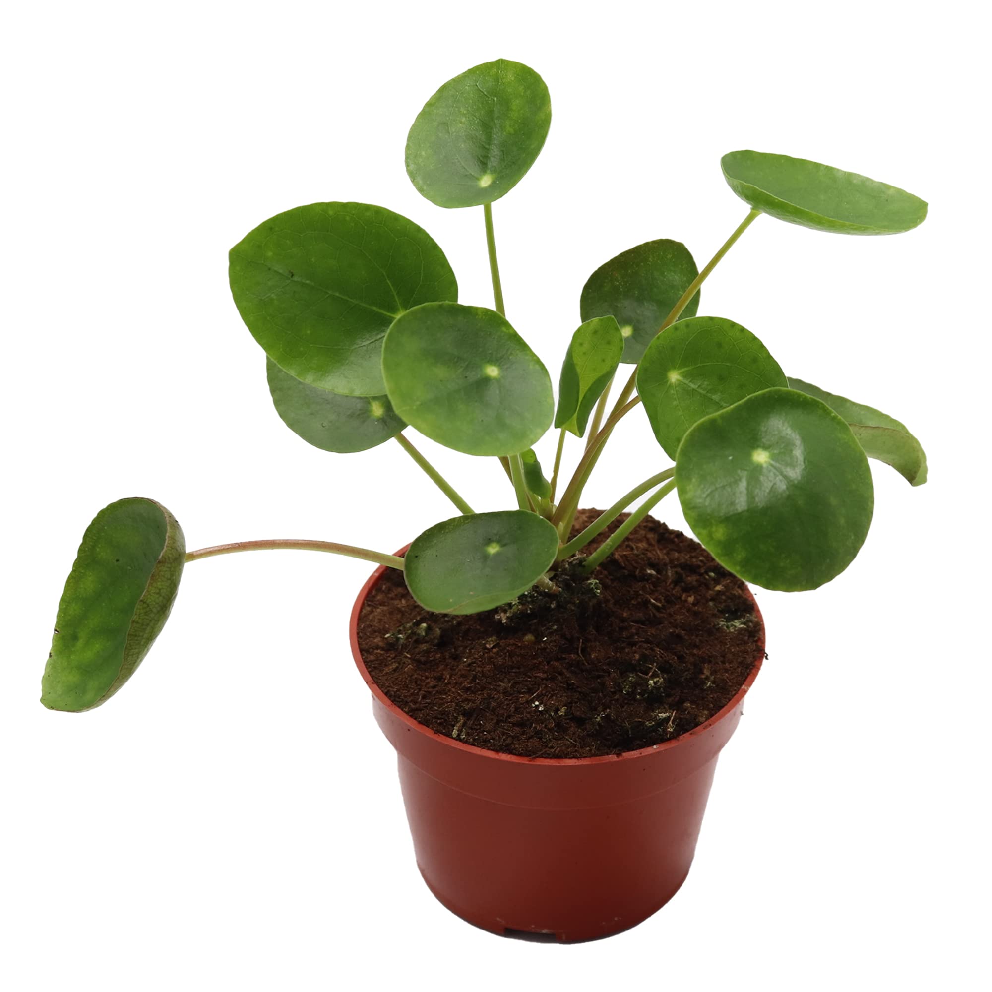 California Tropicals Rare Chinese Money Plant (Pilea Peperomioides) - Live House