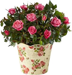 1800 Flowers – Small Classic Budding Rose, Fresh Plant Delivery | Fresh Plant, Ships in a Gift Box, Perfect for Décor, Ideal Summer Gift for Birthdays and Anniversaries