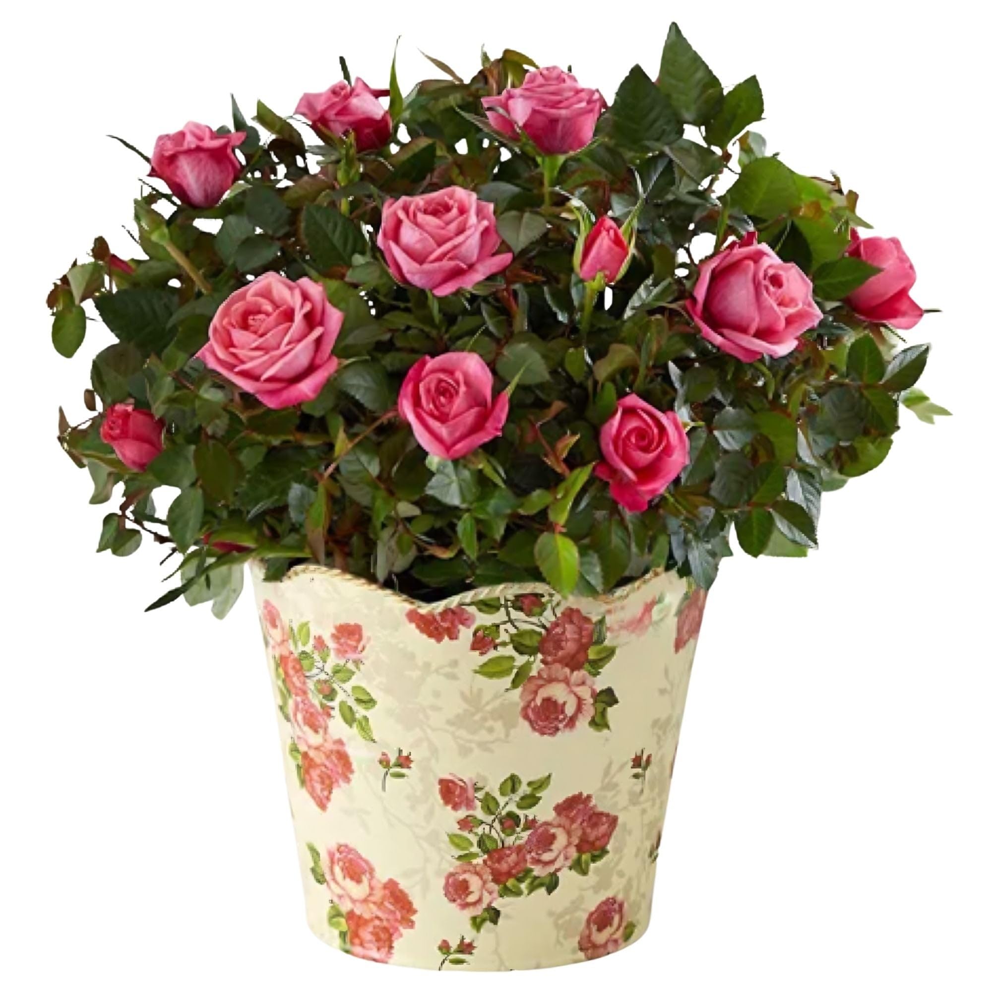1800 Flowers – Small Classic Budding Rose, Fresh Plant Delivery | Fresh Plant, S