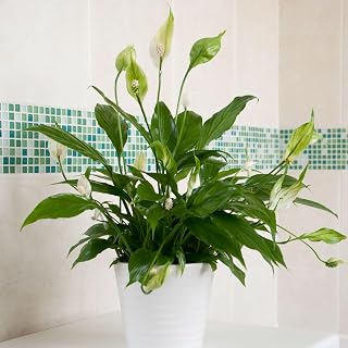 Carbeth Plants Spathiphyllum Peace Lily Indoor Houseplant in 9cm Pot | Easy Care, Air Purifying, Low Maintenance, Beginner Friendly