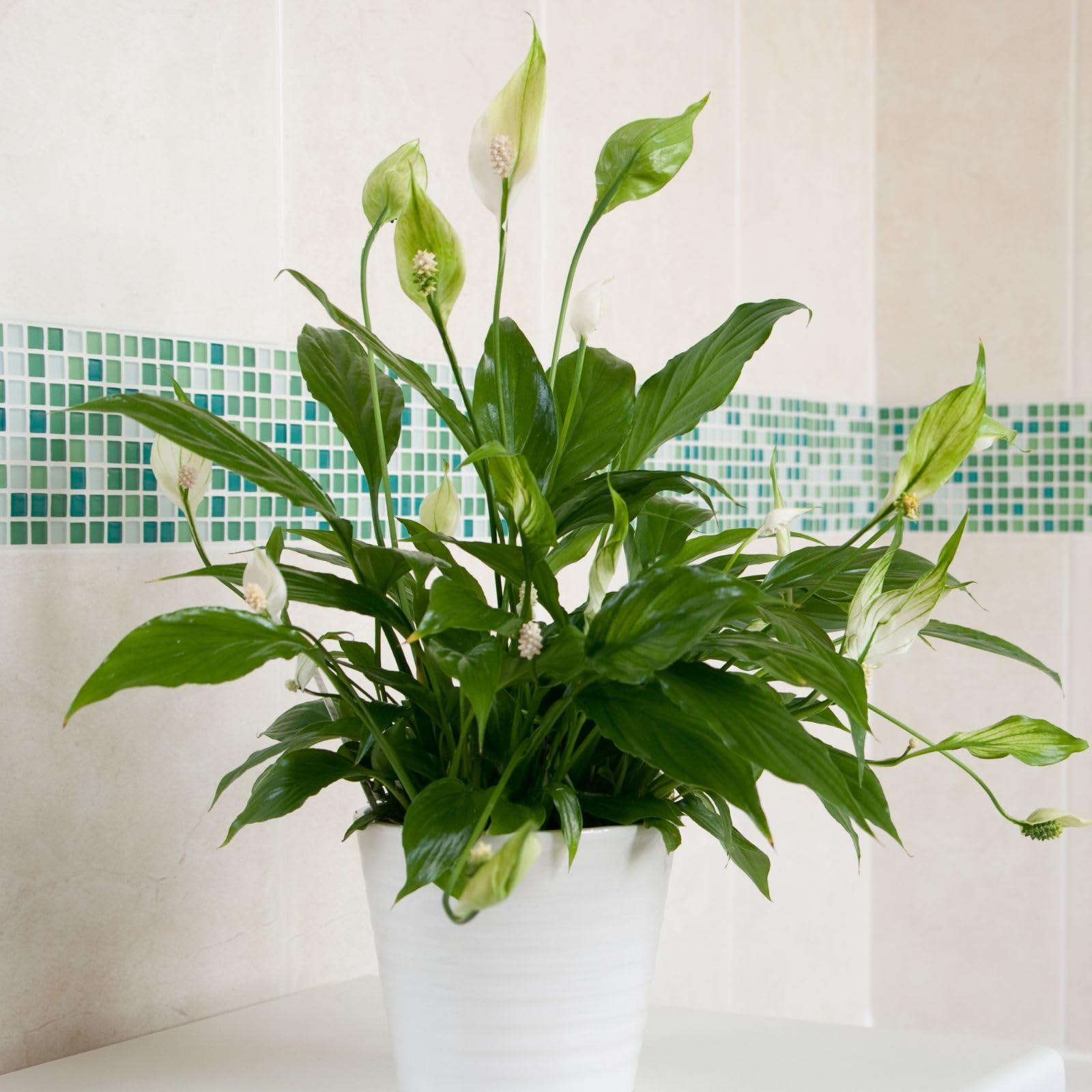 Carbeth Plants Spathiphyllum Peace Lily Indoor Houseplant in 9cm Pot | Easy Care