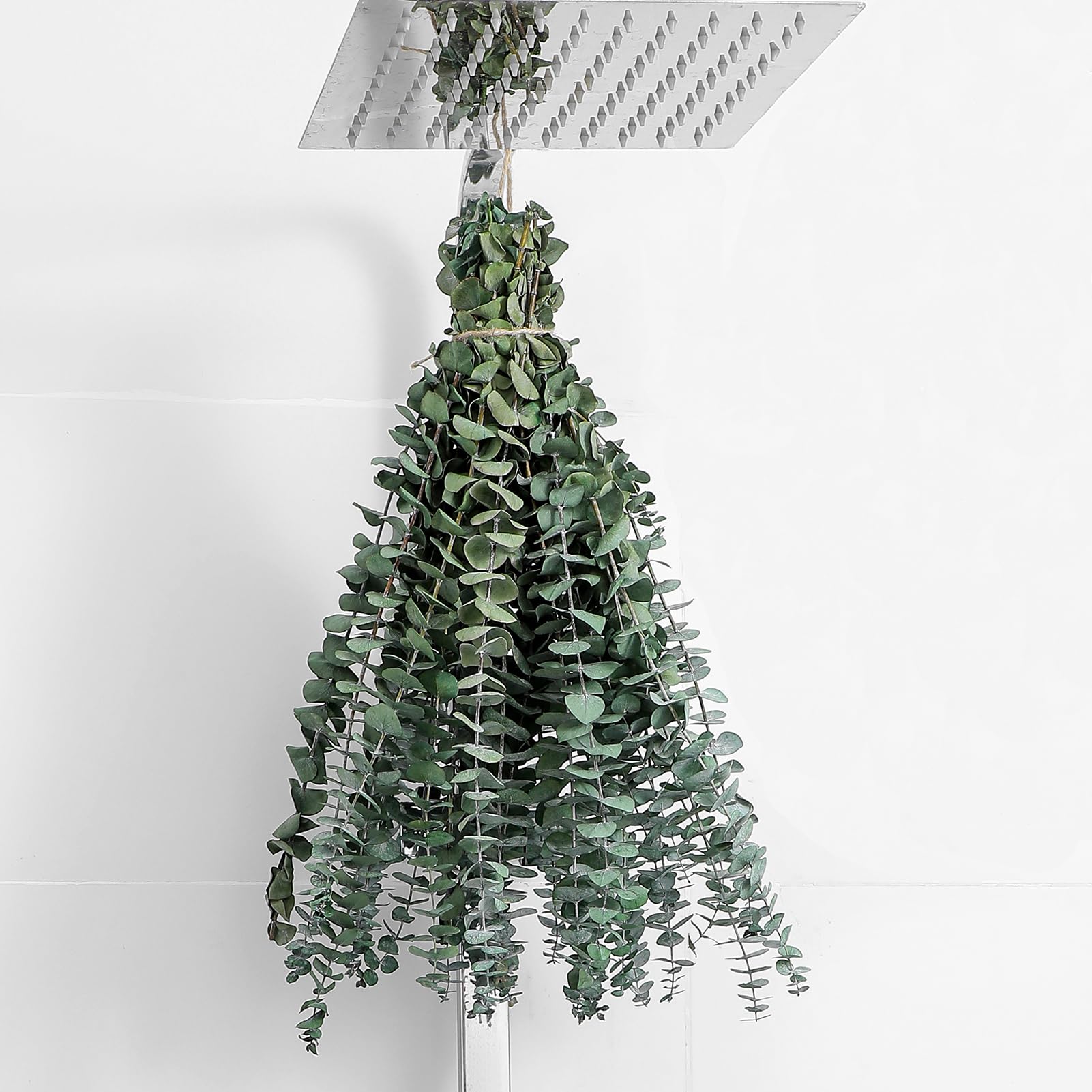 10 Pcs Dried Eucalyptus Stems 17" Real Eucalyptus for Shower Hanging | 100% Made