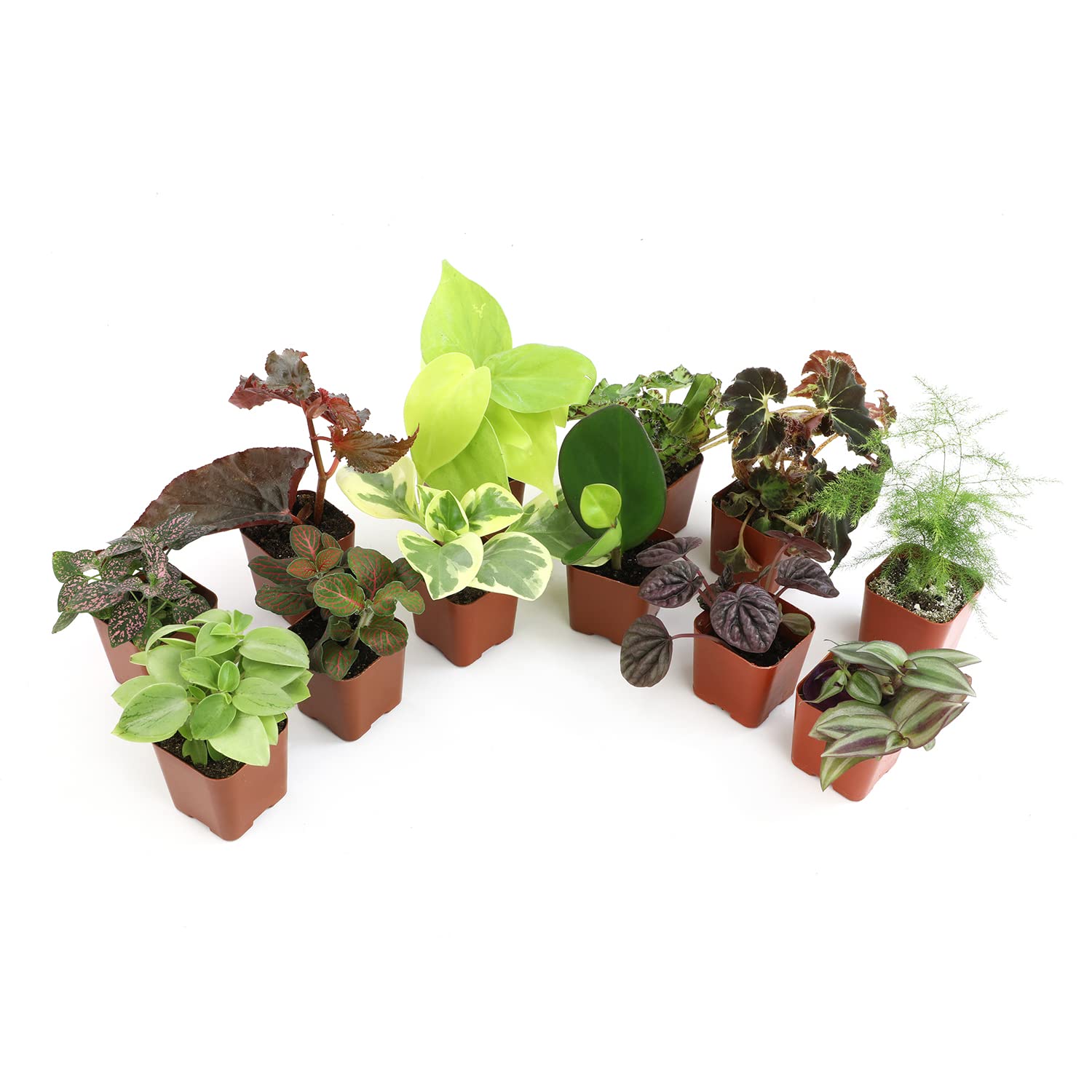 Altman Plants Live Houseplants (12PK), Indoor Plants for Delivery Prime, Live Pl