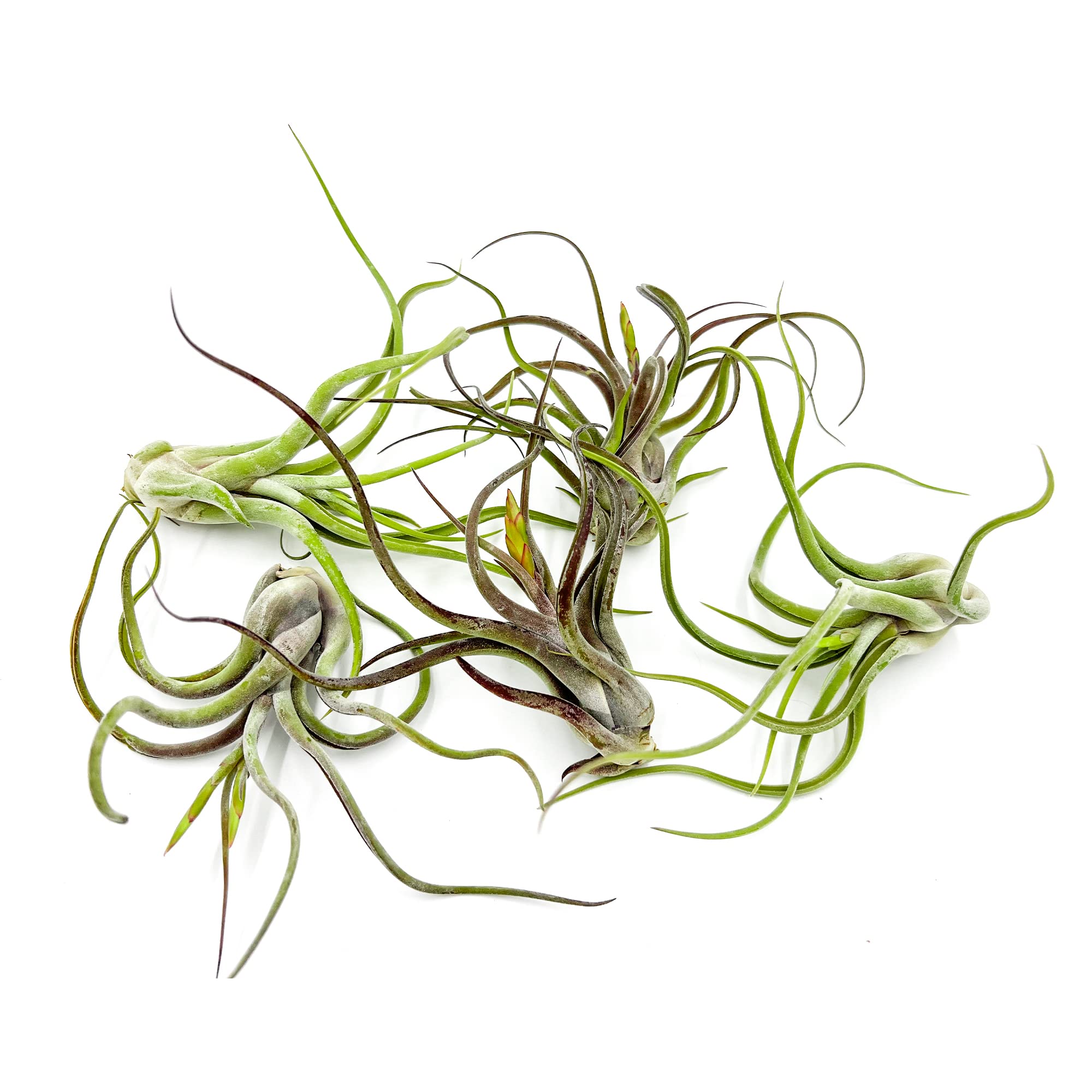 ragnaroc Air Plants - Flowering Tillandsia Caput Medusae, Large 5-7" - 5ct - Liv