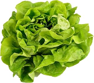 500 Buttercrunch Lettuce Seeds for Planting - Heirloom Non-GMO Vegetable Seeds - Hydroponics, Microgreens, Butterhead, Boston, Bibb Lactuca Sativa