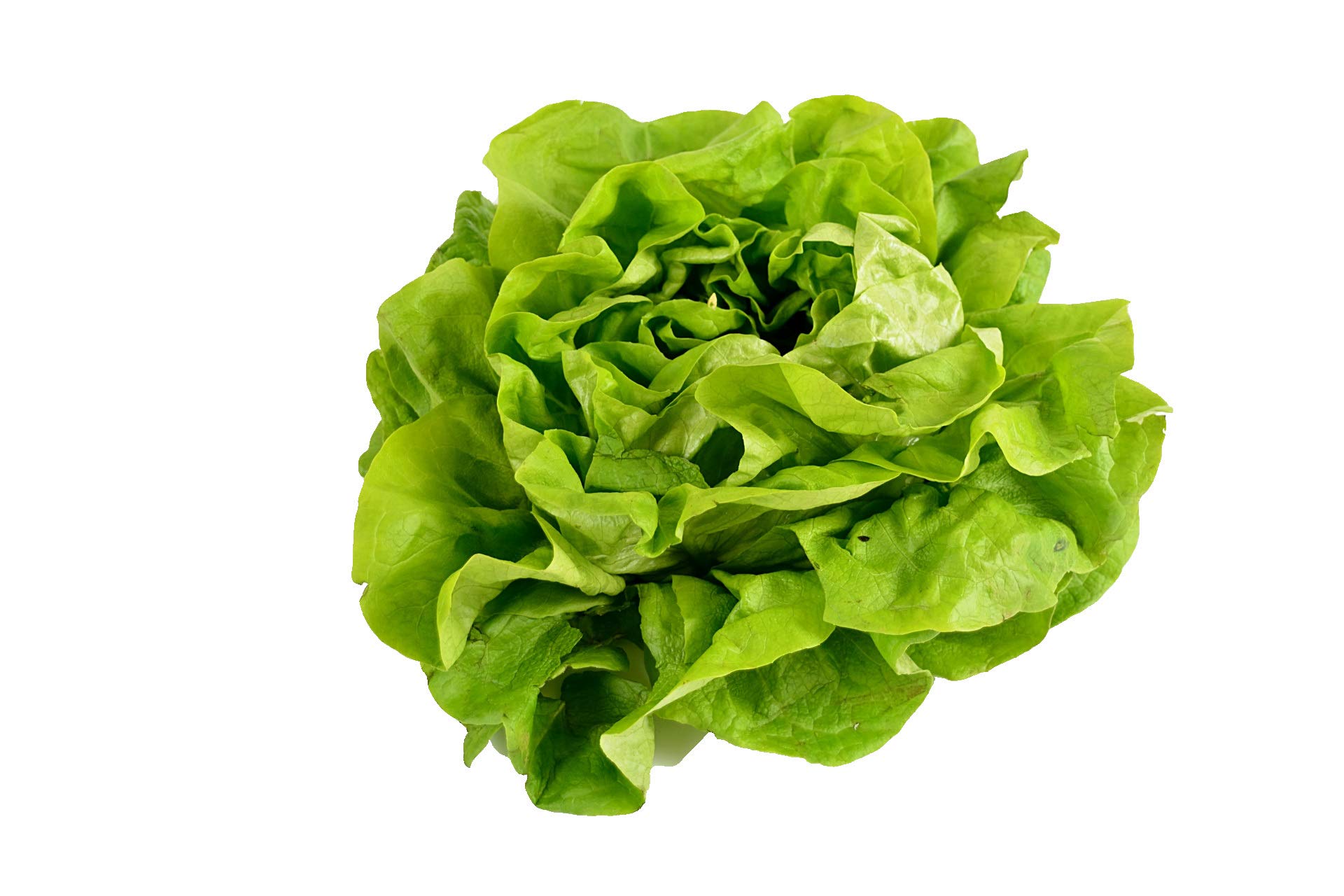 500 Buttercrunch Lettuce Seeds for Planting - Heirloom Non-GMO Vegetable Seeds -