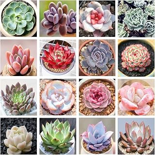 800+ Mix Succulent Seeds Rare Perennial DIY Bonsai Ornamental Plant Succulent Seeds for Planting Indoor and Outdoor