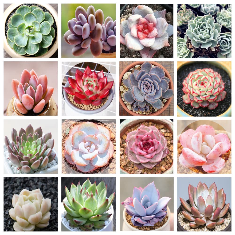 800+ Mix Succulent Seeds Rare Perennial DIY Bonsai Ornamental Plant Succulent Se