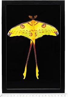 BicBugs Argema mittrei comet moth male Madagascar (Resting Pose Black Background)