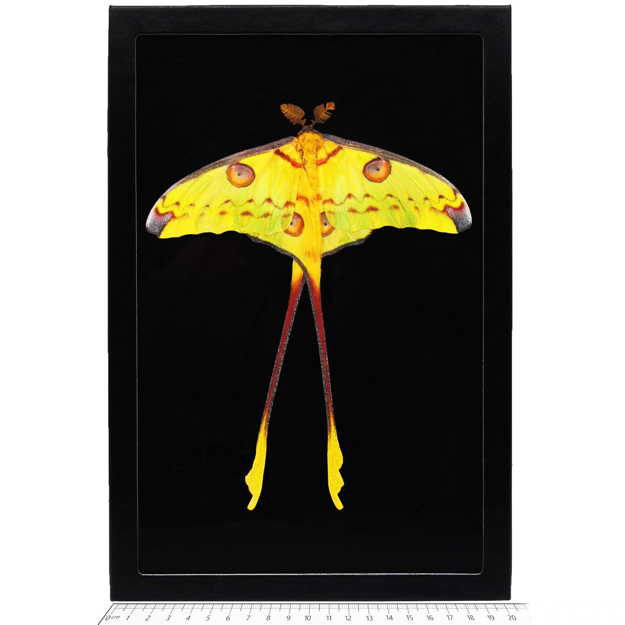 BicBugs Argema mittrei comet moth male Madagascar (Resting Pose Black Background