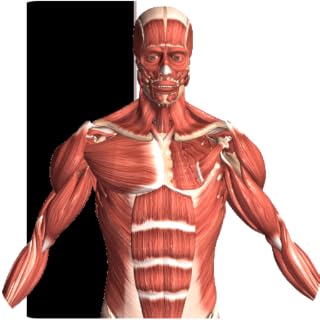Visual Anatomy