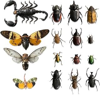 15 Real Unmounted Insect Specimens Beetle Bee Cicada Scorpion Lot BOSET10 | Preserved Dried Bugs, Taxidermy Entomology, Pinning Supplies, Gothic Dark Decor, Oddities and Curiosities, Creepy Art