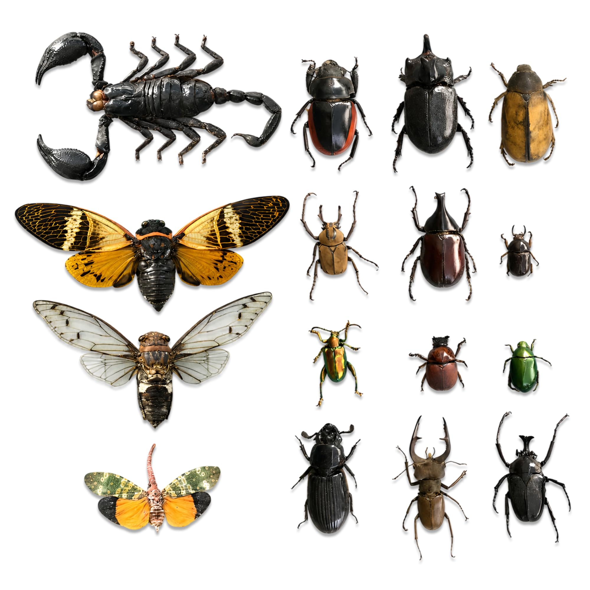 15 Real Unmounted Insect Specimens Beetle Bee Cicada Scorpion Lot BOSET10 | Pres