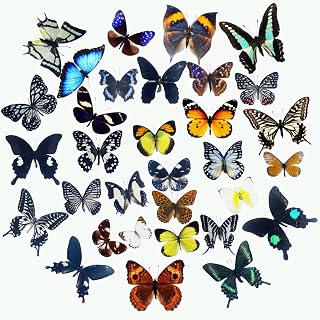 15 pcs of Real Dried Dead Butterflies with Spread Wings Shaped, Natural unmounted Butterfly specimens for Art, Decorations, Taxidermy and Gifts for Kids and Family(15 Pcs Butterfly)