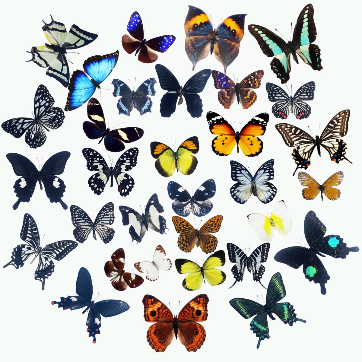 15 pcs of Real Dried Dead Butterflies with Spread Wings Shaped, Natural unmounte