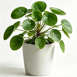 Chinese Money Plant Pilea 1-2 Live Bare Root Plants Modern Decor Easy Care (1)