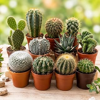 Cactus Variety Mix Seeds – Succulent & Cacti for Indoor Growing | Drought-Tolerant Desert Plants – Unique Shapes & Colours – Easy to Grow Houseplant Mix