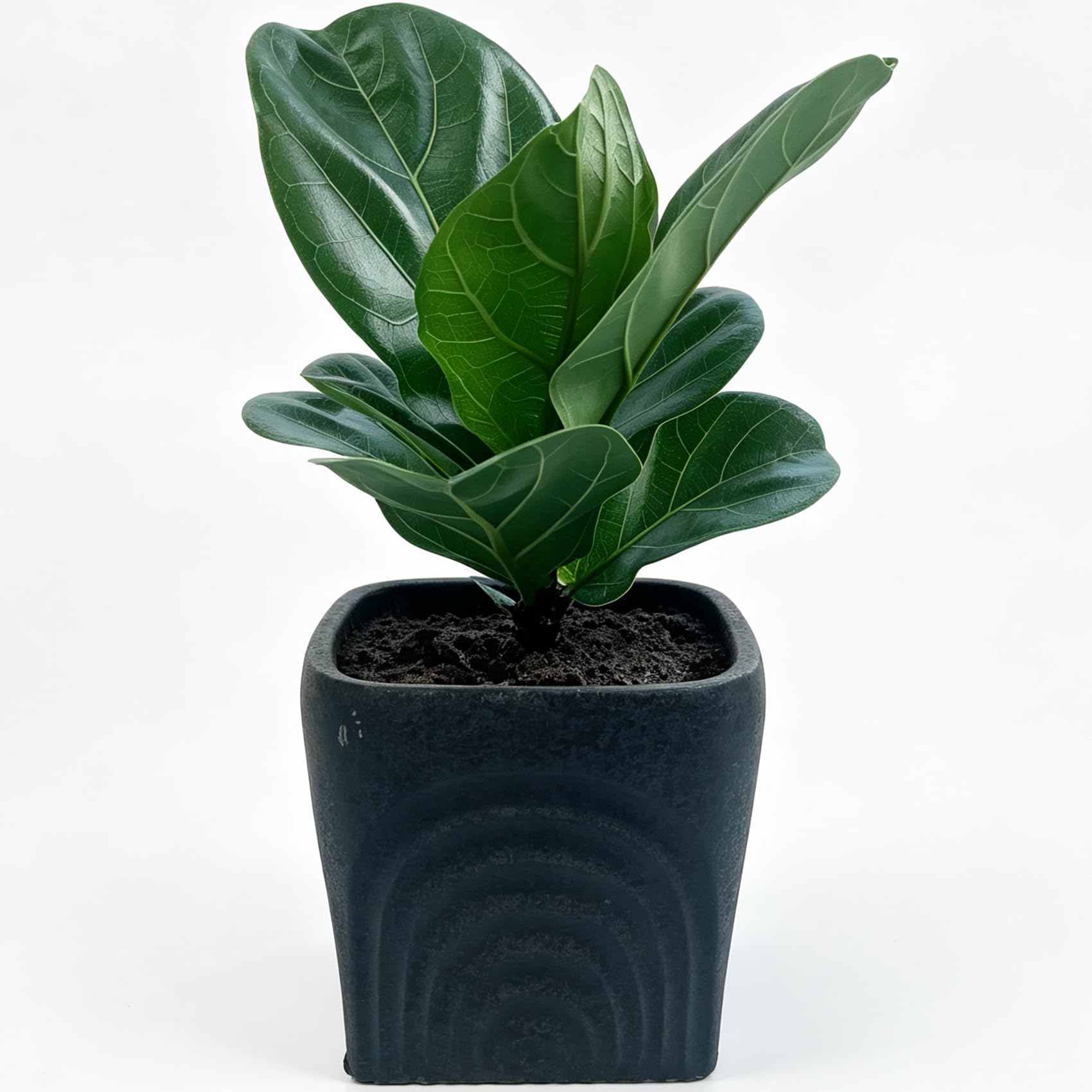 Fiddle Leaf Fig Live Plant 1-2 Iconic Indoor Plant,Floor Plant,Home Decor (1)