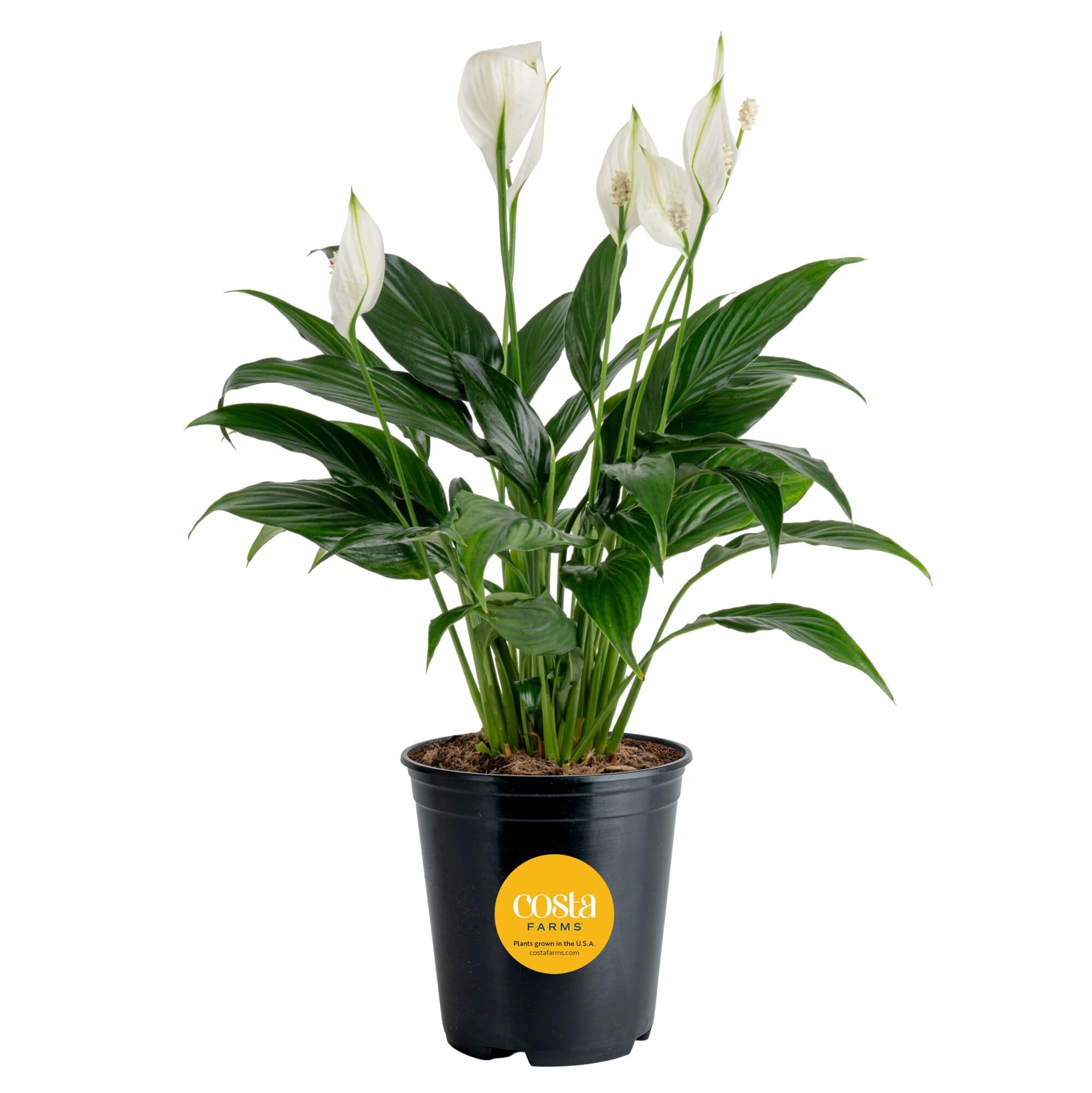 Costa Farms Peace Lily, Live Indoor Plant with Flowers, Air Purifying Houseplant