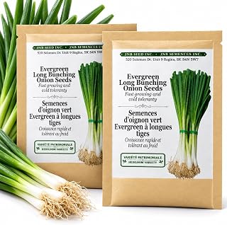 Evergreen Long White Bunching Onion Seeds 5 Grams (1,375 Seeds) 2 Packs | Mild Flavor With Tender Green Stalks For Fresh Salads, Stir Fries And Continuous Harvests