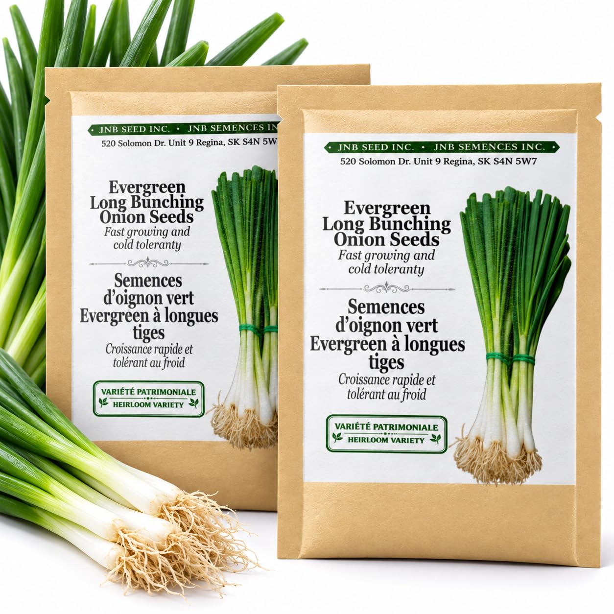 Evergreen Long White Bunching Onion Seeds 5 Grams (1,375 Seeds) 2 Packs | Mild F
