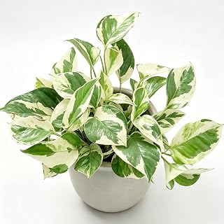 Pothos N‑Joy 1-2 Live Bare Root Plants Home Decor Low Light Trailing Vine (1)