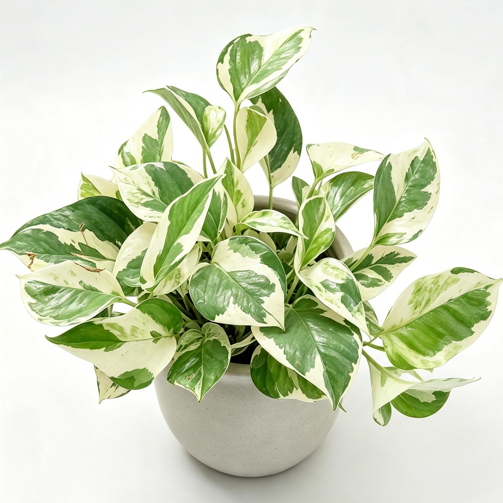 Pothos N‑Joy 1-2 Live Bare Root Plants Home Decor Low Light Trailing Vine (1)