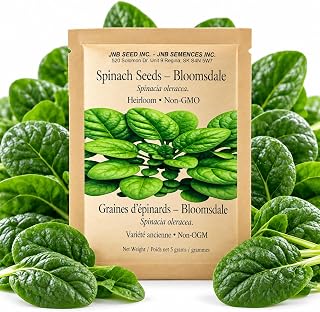 Bloomsdale Long Standing Spinach Seeds 5 Grams Approx 300 Seeds Canada | Family Garden Crop For Indoor Hydroponics Or Outdoor Beds With Tender Leaves For Cool Season Harvests
