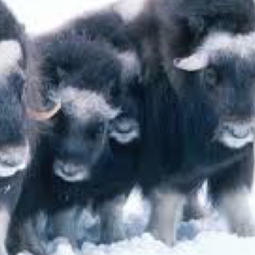 Muskox Wallpaper -- HD Wallpapers of Muskox!