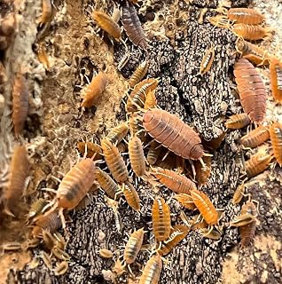 Live Powder Orange Isopods (10 + 5 spare) Starter colony/clean up crew for bio active enclosures. Roly-polies, woodlice, pillbugs.
