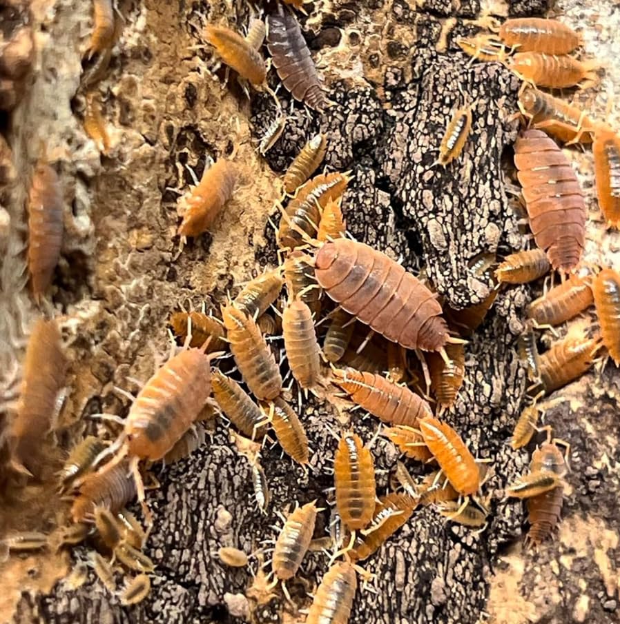 Live Powder Orange Isopods (10 + 5 spare) Starter colony/clean up crew for bio a