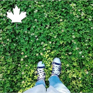Oh! Canada Seeds White Clover Seeds, Pollinator Friendly Lawn Alternative, Ground Cover, White Flower Seeds